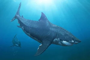New Scientific Discovery: Megalodon Was Slimmer Than Previously Thought - image 7