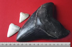 New Scientific Discovery: Megalodon Was Slimmer Than Previously Thought - image 2