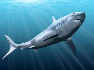 New Scientific Discovery: Megalodon Was Slimmer Than Previously Thought - image 3