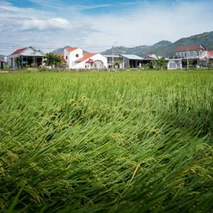 Picturesque Countryside House Designs: Cozy One-Story Homes That Urban Dwellers Dream Of - image 2