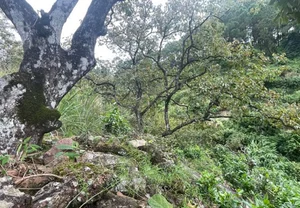 Exploring Nam Anh Ancient Rose Garden: A Scenic Gem in Nghe An - image 2