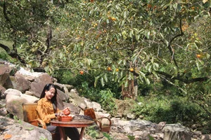 Exploring Nam Anh Ancient Rose Garden: A Scenic Gem in Nghe An - image 3