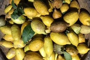 From Forest Waste to Expensive Delicacies: The Rise of Three Traditional Wild Fruits - image 4