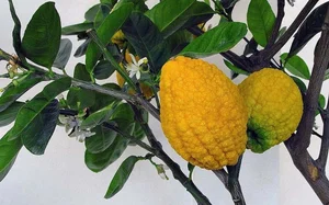 From Forest Waste to Expensive Delicacies: The Rise of Three Traditional Wild Fruits - image 5