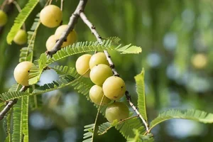From Forest Waste to Expensive Delicacies: The Rise of Three Traditional Wild Fruits - image 2