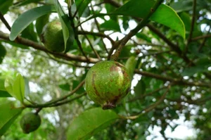From Forest Waste to Expensive Delicacies: The Rise of Three Traditional Wild Fruits - image 3