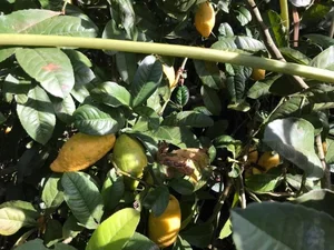 From Forest Waste to Expensive Delicacies: The Rise of Three Traditional Wild Fruits - image 0