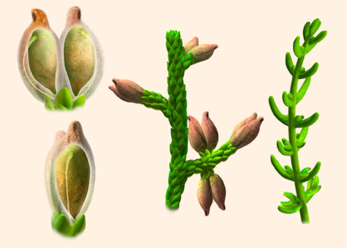 Unlocking the Abominable Mystery: The Origin of the World's First Flowers