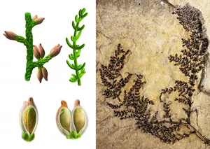 Unlocking the Abominable Mystery: The Origin of the World's First Flowers - image 5