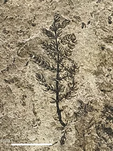 Unlocking the Abominable Mystery: The Origin of the World's First Flowers - image 7