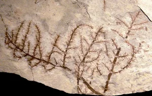 Unlocking the Abominable Mystery: The Origin of the World's First Flowers - image 1