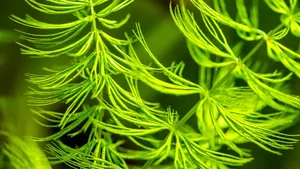 Unlocking the Abominable Mystery: The Origin of the World's First Flowers - image 4