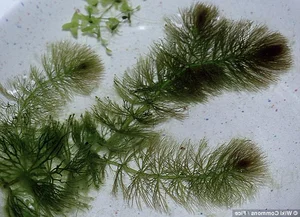 Unlocking the Abominable Mystery: The Origin of the World's First Flowers - image 6