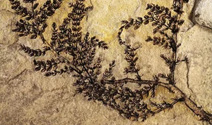 Unlocking the Abominable Mystery: The Origin of the World's First Flowers - image 2