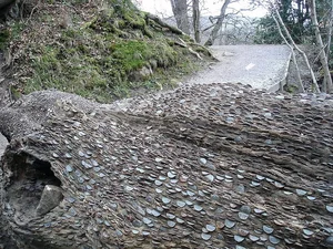 The Surprising Truth Behind the Mysterious 'Money-Making' Plant - image 2
