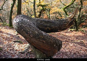 The Surprising Truth Behind the Mysterious 'Money-Making' Plant - image 0