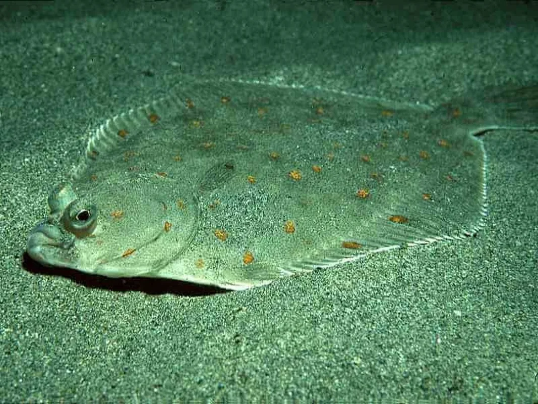 The World's Strangest Fish: Meet the Creature That Looks Flat as a Pancake