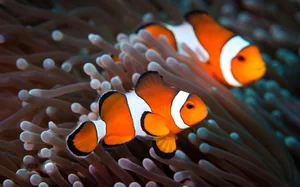 Nature's Gender-Benders: 4 Animals with Incredible Biological Flexibility - image 0