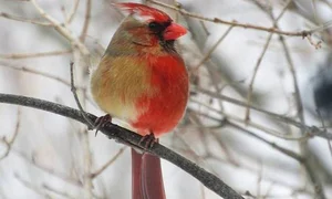 Nature's Gender-Benders: 4 Animals with Incredible Biological Flexibility - image 1