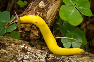 Nature's Gender-Benders: 4 Animals with Incredible Biological Flexibility - image 4