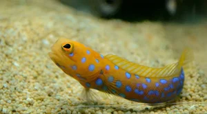 Nature's Gender-Benders: 4 Animals with Incredible Biological Flexibility - image 7