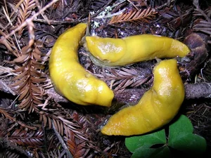 Nature's Gender-Benders: 4 Animals with Incredible Biological Flexibility - image 6