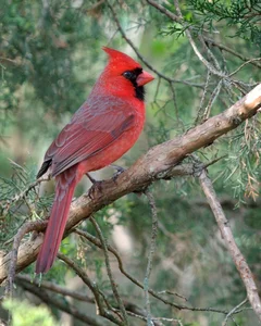 Nature's Gender-Benders: 4 Animals with Incredible Biological Flexibility - image 2