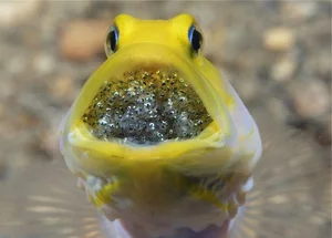 Nature's Gender-Benders: 4 Animals with Incredible Biological Flexibility - image 3