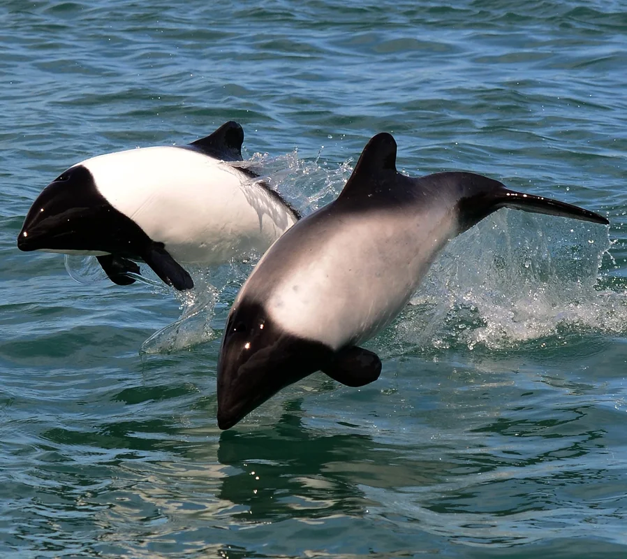 Meet Commerson's Dolphin: The Rare Panda Dolphin of the Ocean