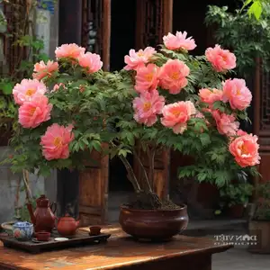 Auspicious Ornamental Plant for Peace & Prosperity Favored by the Wealthy - image 10