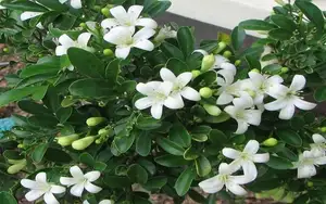 Auspicious Ornamental Plant for Peace & Prosperity Favored by the Wealthy - image 8