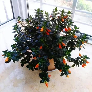 Attract Wealth and Prosperity with This Luck-Bringing Indoor Plant for Your Home - image 4