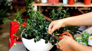 Attract Wealth and Prosperity with This Luck-Bringing Indoor Plant for Your Home - image 2