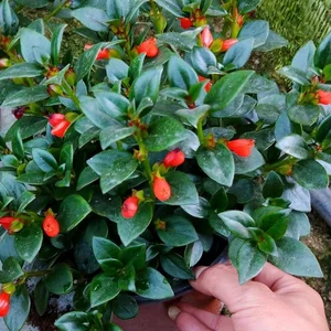 Attract Wealth and Prosperity with This Luck-Bringing Indoor Plant for Your Home - image 1
