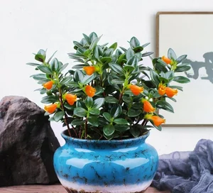 Attract Wealth and Prosperity with This Luck-Bringing Indoor Plant for Your Home - image 3