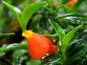 Attract Wealth and Prosperity with This Luck-Bringing Indoor Plant for Your Home - image 0