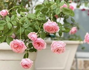 Step Inside the Fairy Tale Rose Garden of MC Quyen Linh's Luxury Villa - image 4