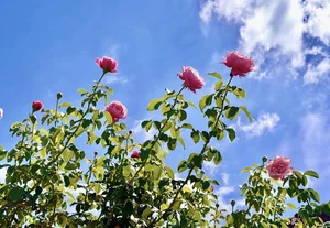 Step Inside the Fairy Tale Rose Garden of MC Quyen Linh's Luxury Villa - image 7