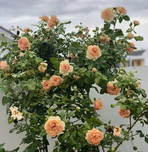 Step Inside the Fairy Tale Rose Garden of MC Quyen Linh's Luxury Villa - image 3