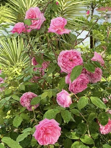 Step Inside the Fairy Tale Rose Garden of MC Quyen Linh's Luxury Villa - image 5