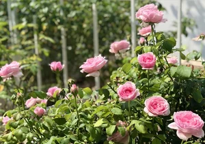 Step Inside the Fairy Tale Rose Garden of MC Quyen Linh's Luxury Villa - image 9