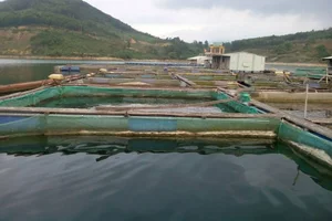The Tra Buong River Mystery: Unraveling a Cold Case Investigation - image 6