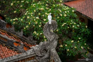 Ancient Hanoi Temple Hosts Sacred Procession for 500 Year Old Relics - image 1