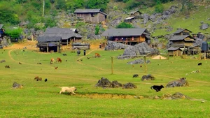 Discover Moc Chau: A 3-Day Travel Guide to Plum Blossoms, Strawberry Farms, and Ancient Villages in Northern Vietnam’s Stunning Highlands - image 0
