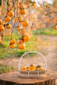 Discover Moc Chau: A 3-Day Travel Guide to Plum Blossoms, Strawberry Farms, and Ancient Villages in Northern Vietnam’s Stunning Highlands - image 4