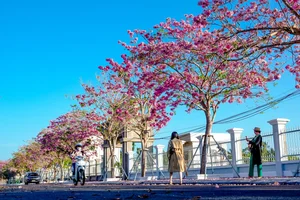 Experience the Magic of the Pink Trumpet Flower Road in Soc Trang - image 5