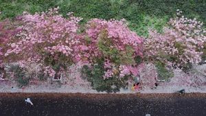 Experience the Magic of the Pink Trumpet Flower Road in Soc Trang - image 0