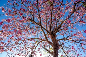 Experience the Magic of the Pink Trumpet Flower Road in Soc Trang - image 6