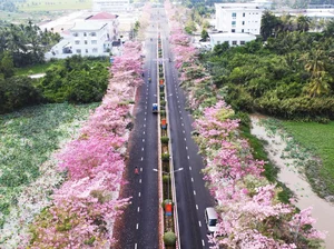 Experience the Magic of the Pink Trumpet Flower Road in Soc Trang - image 3