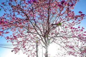 Experience the Magic of the Pink Trumpet Flower Road in Soc Trang - image 9